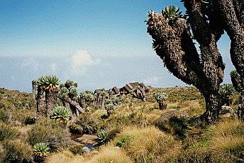 Senecio Kilimanjari at Horombo Horombo
