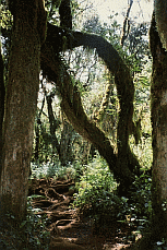 Rainforest