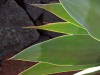 Agave_attenuata