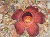 Rafflesia_the_biggest_flower_in_the_world_(Khao_Sok_NP)