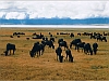 Wild_Beasts_at_Ngorongoro_Crater_Reservation_Area